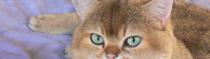 Chats