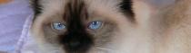 Chats