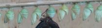 Papillons et Libellules